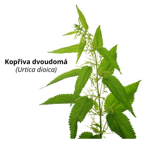 Kopřiva dvoudomá